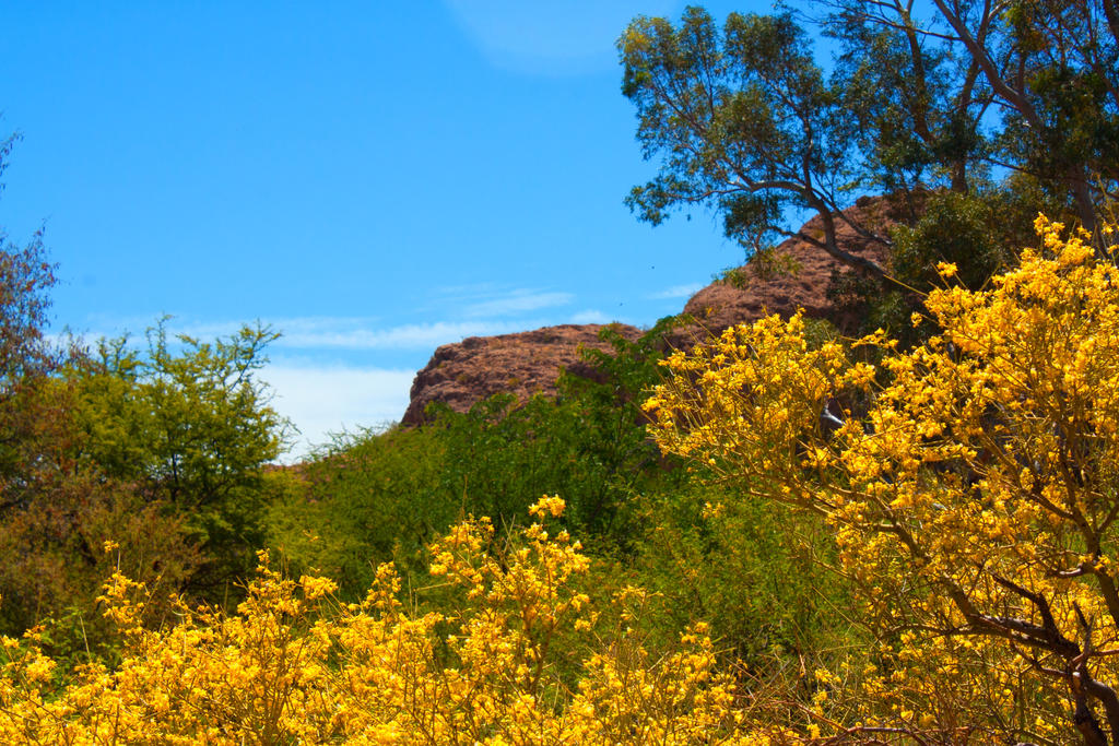 Grey Spring AZ Spring by desertmonsoon on DeviantArt