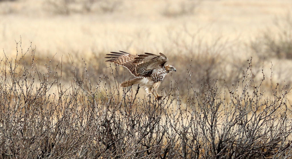 Angry Hawk by desertmonsoon on DeviantArt