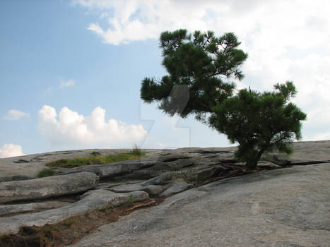 Lonely tree