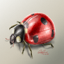Updated Ladybug Illustration
