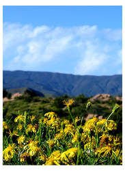 Flower at Vasquez Rocks