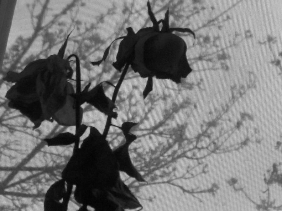 emo roses: part 2 by pirana666 on DeviantArt