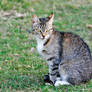 Gato argentino