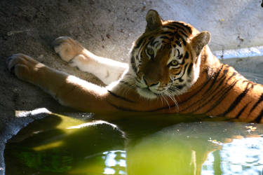 Tigress Sophie in the waterhole by NB-Photo