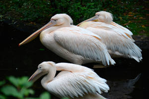 Pink pelicans by NB-Photo