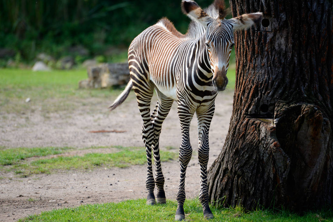 One zebra by NB-Photo