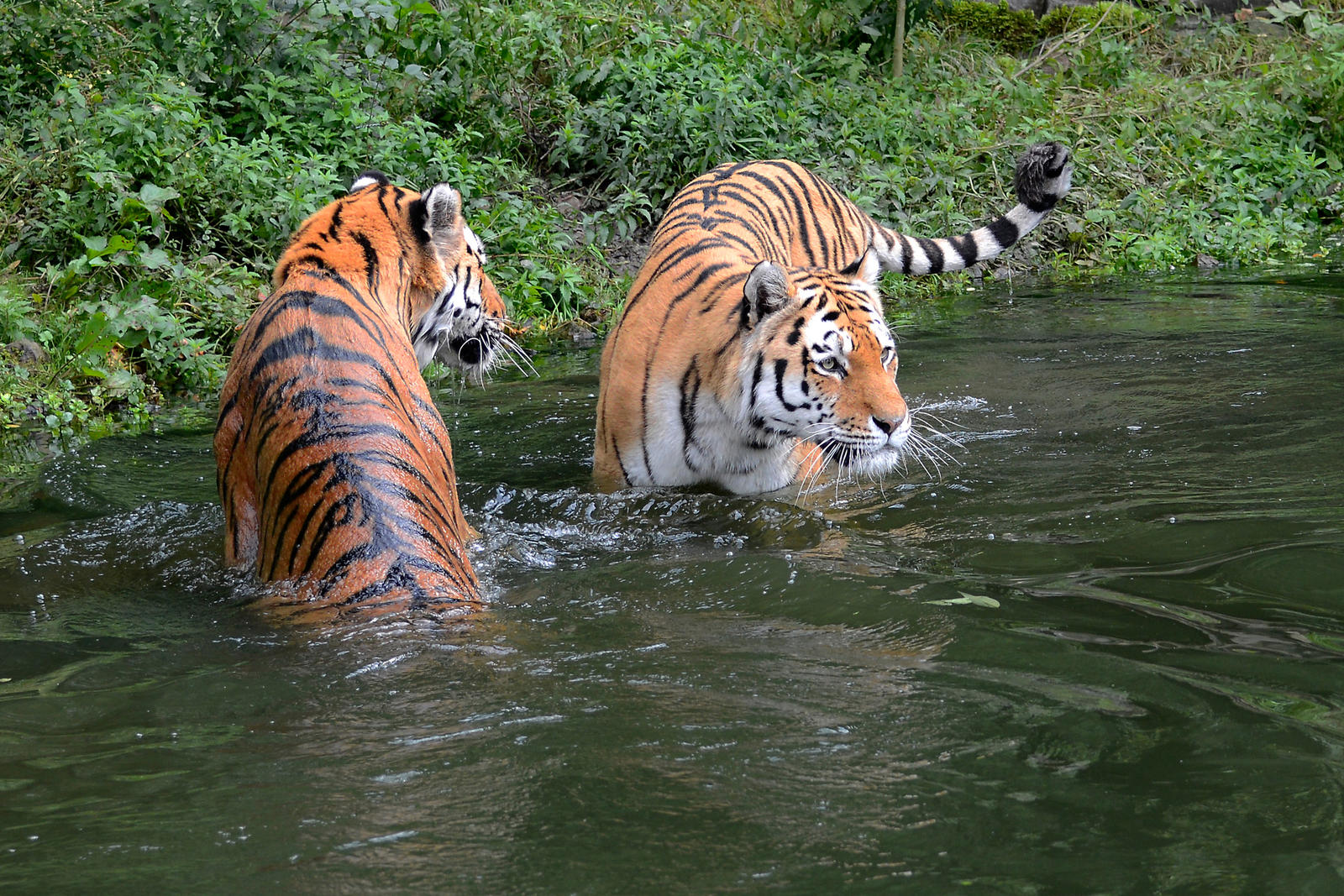 Zwei Tiger im Wasser