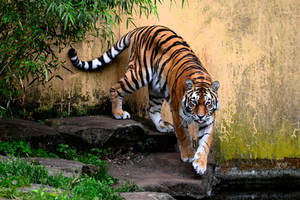 Tiger against a wall