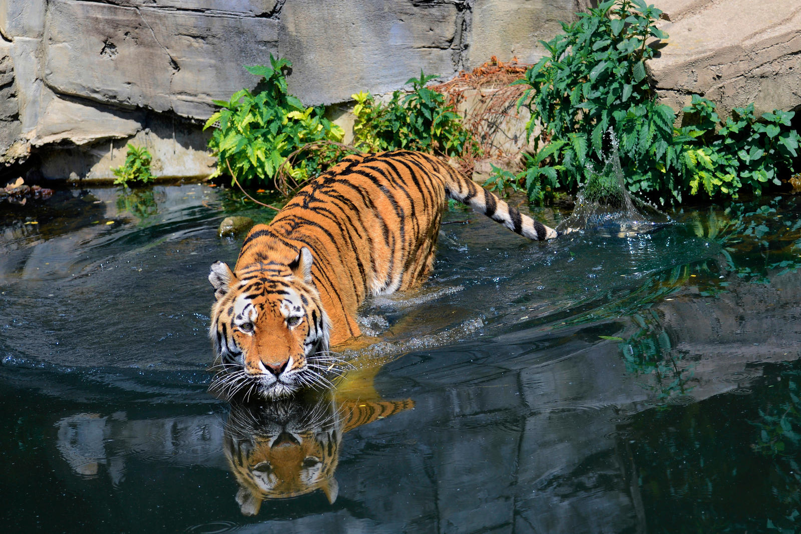 Тигр образует реку. Тигр в воде. Водяной тигр. Тигр плывет. Амурский тигр в воде.