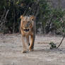 Young male lion