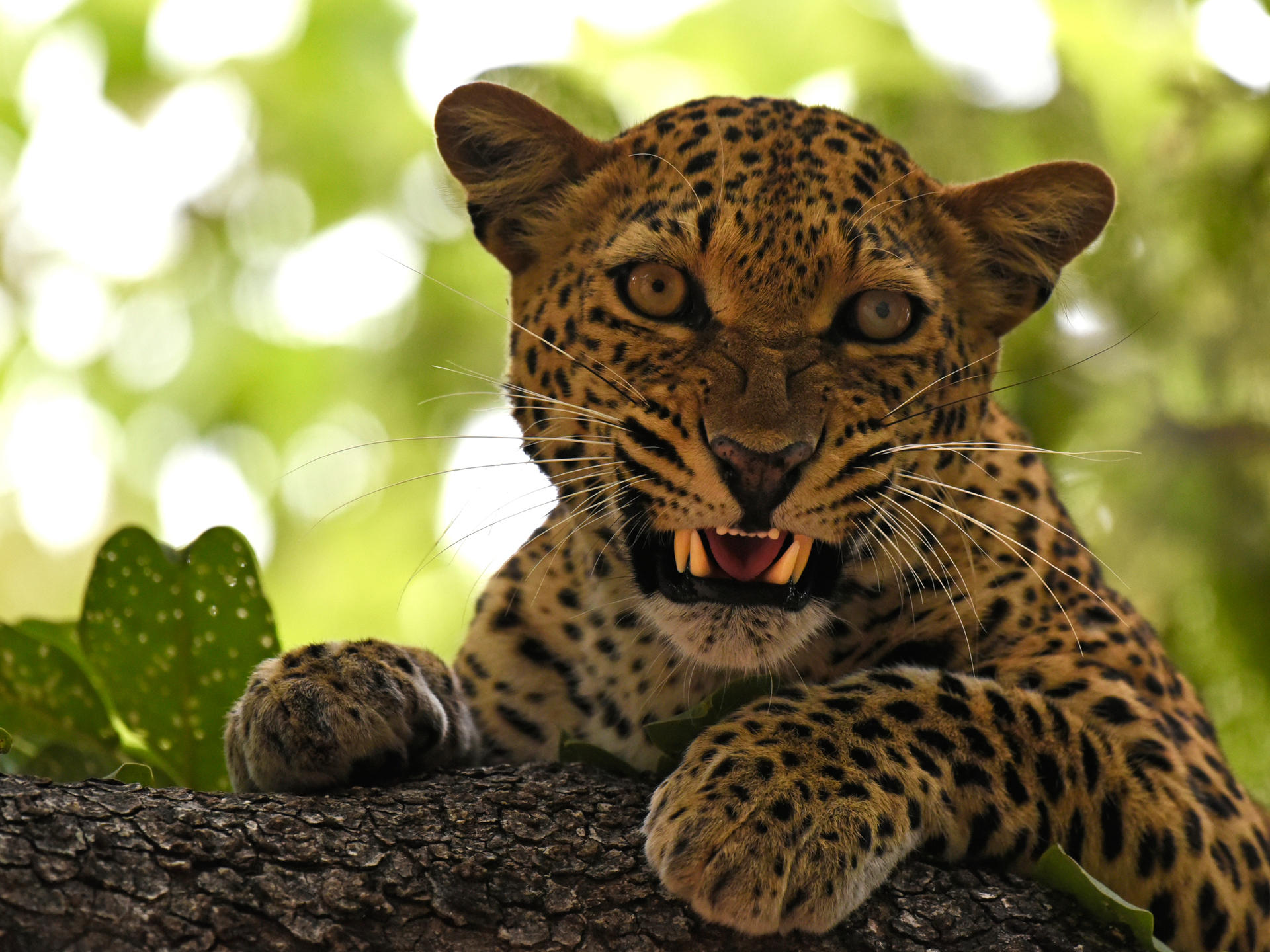 Scowl by NB-Photo on DeviantArt