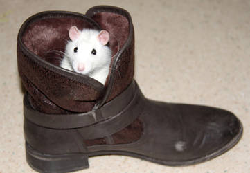 Rat in my shoe - Thor rat dans ma chaussure