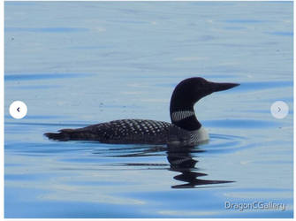 Common Loon Sideview on Water