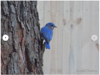 Eastern Bluebird Male on Tree