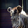 Grevys Zebra- DSC06533