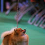 Crufts 2011 - DSC06029