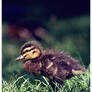 The Duckling I