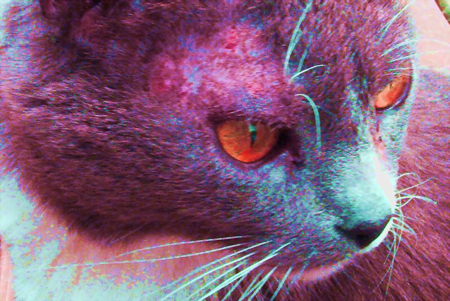 Evil Kitty by RosesWebofNightmares on DeviantArt