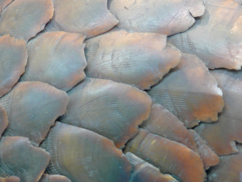 Scale Texture by RosesWebofNightmares on DeviantArt