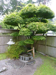 Bonsai