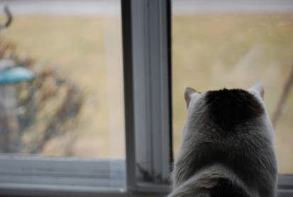 The Bird Watcher