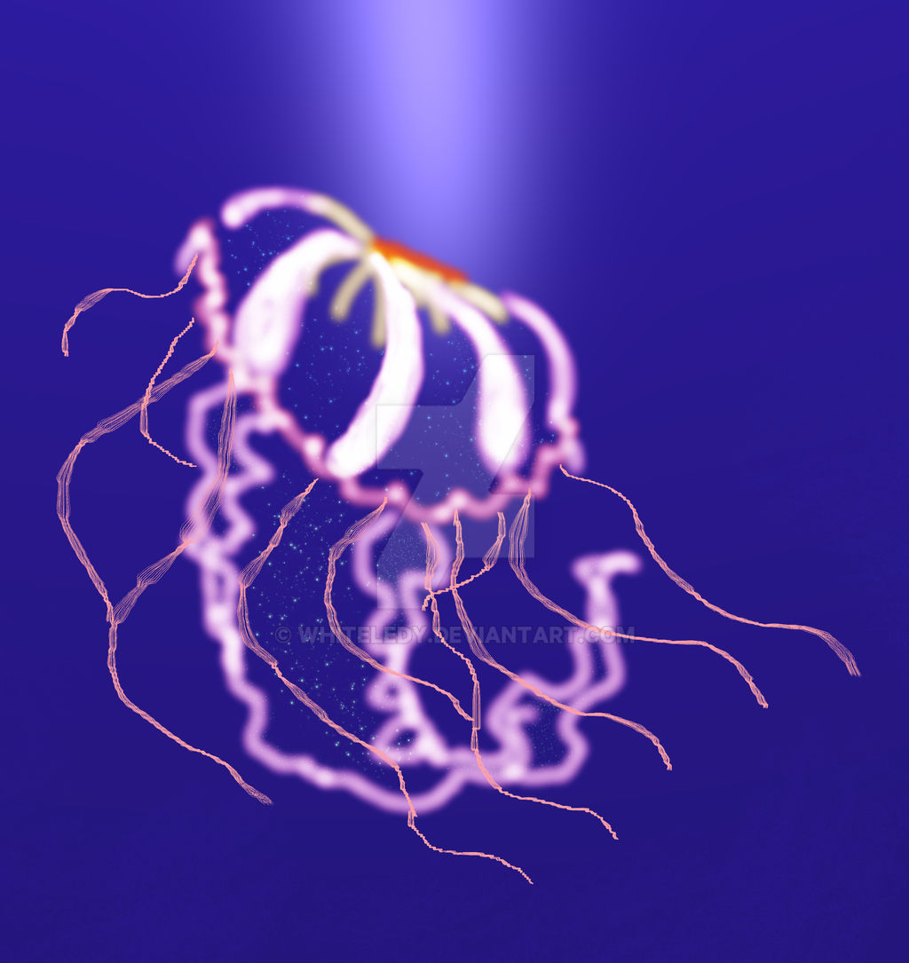 Jellyfish