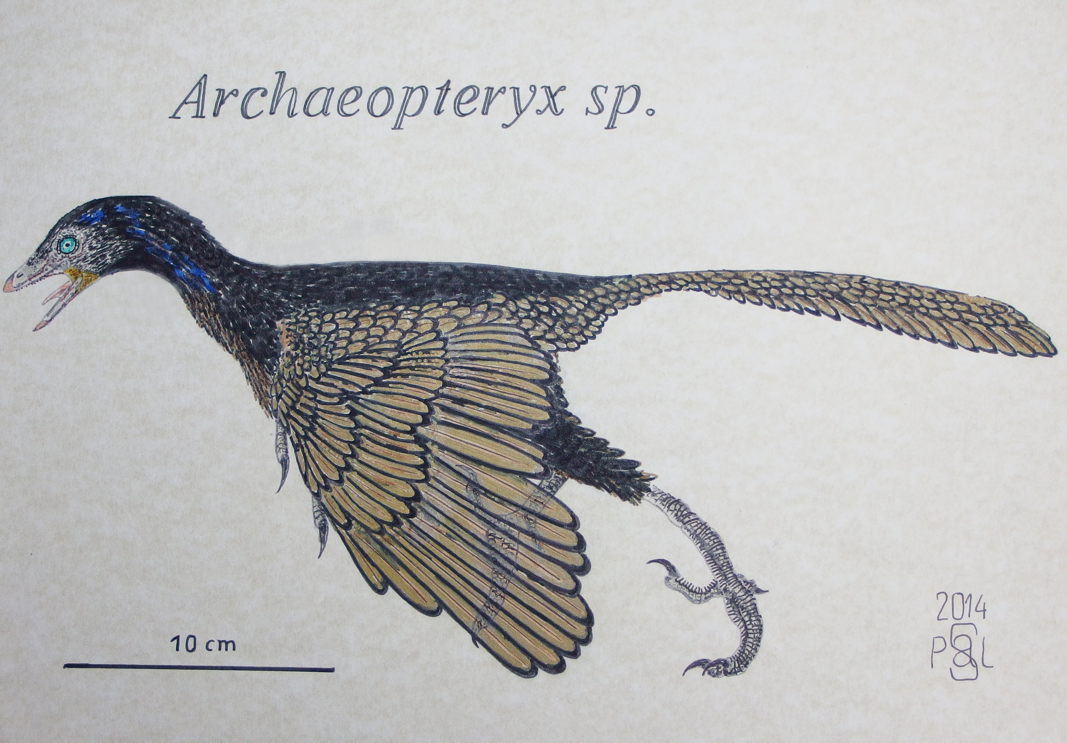 Archaeopteryx sp. by PedroSalas