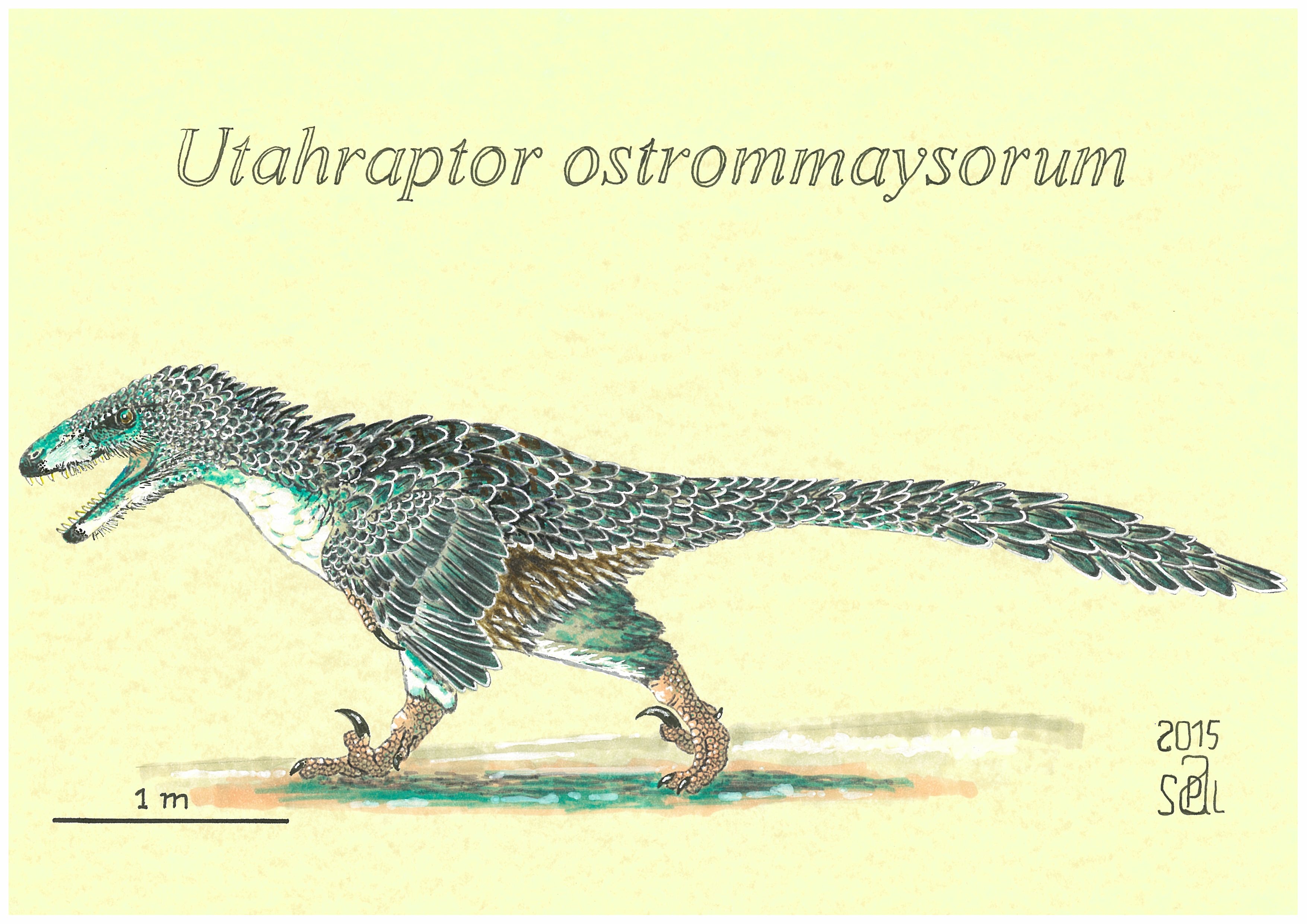 Utahraptor ostrommaysorum