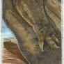 Carnotaurus arm