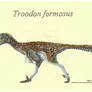 Troodon formosus 2