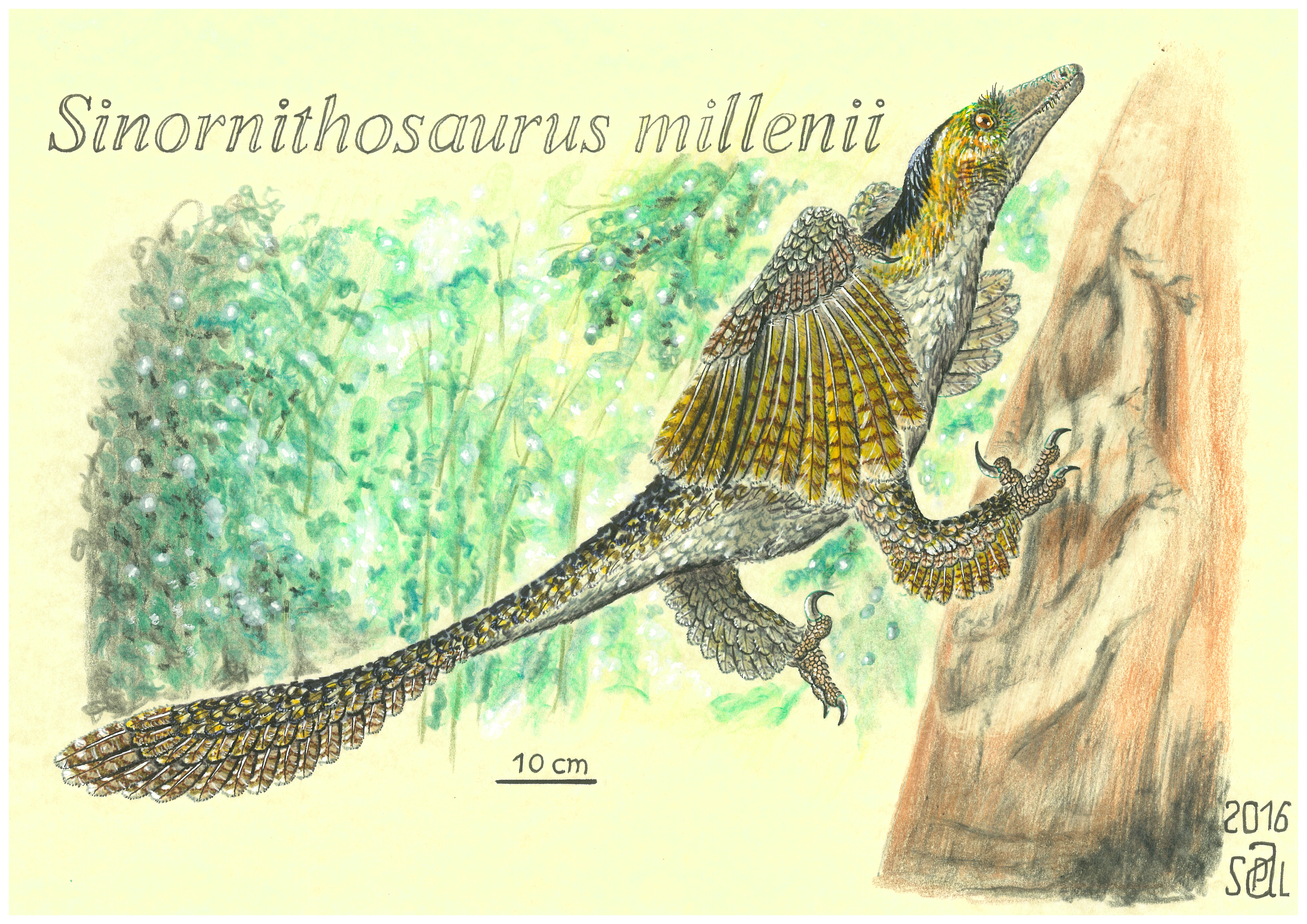 Sinornithosaurus millenii WAIR