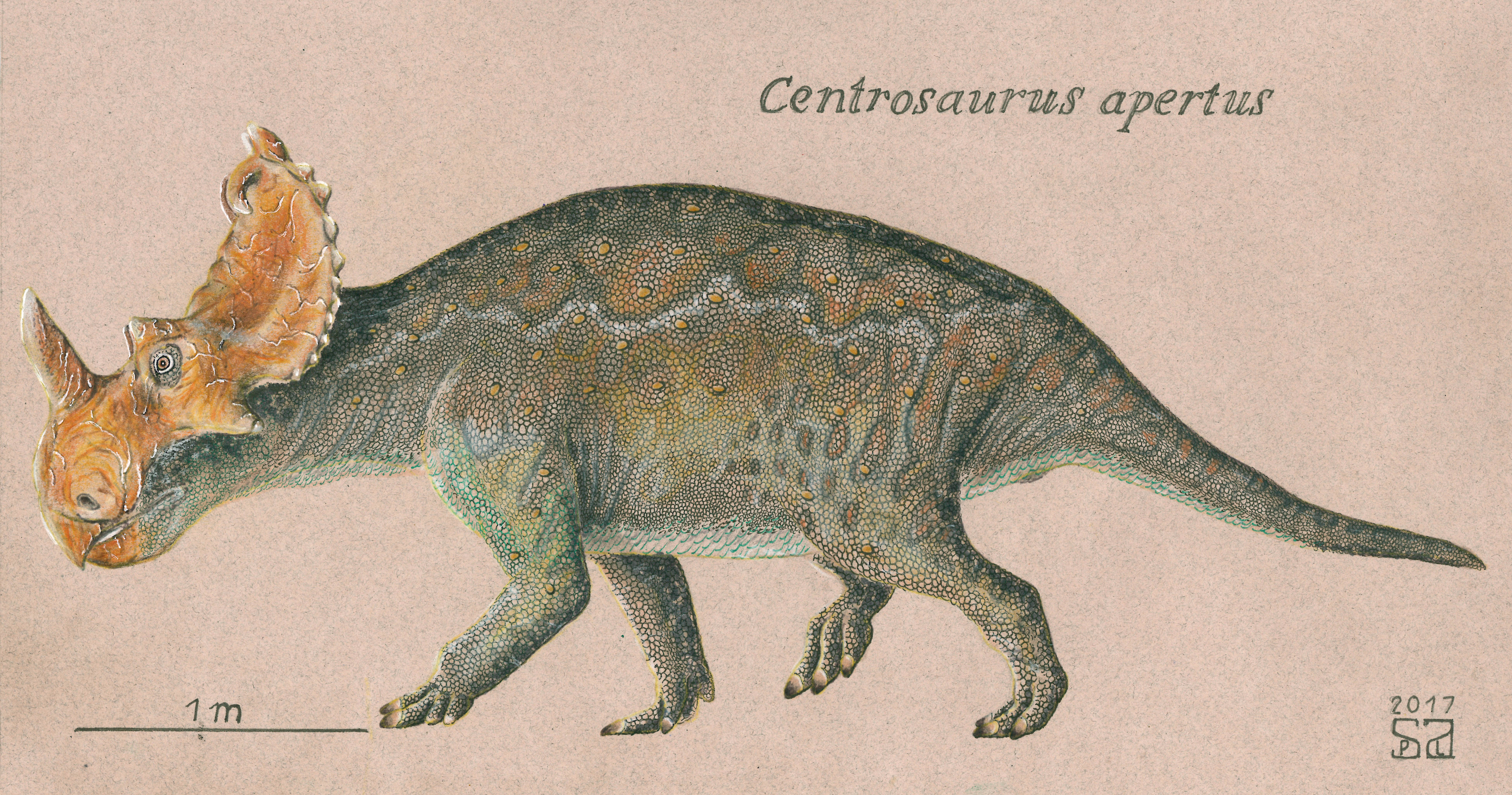 Centrosaurus apertus