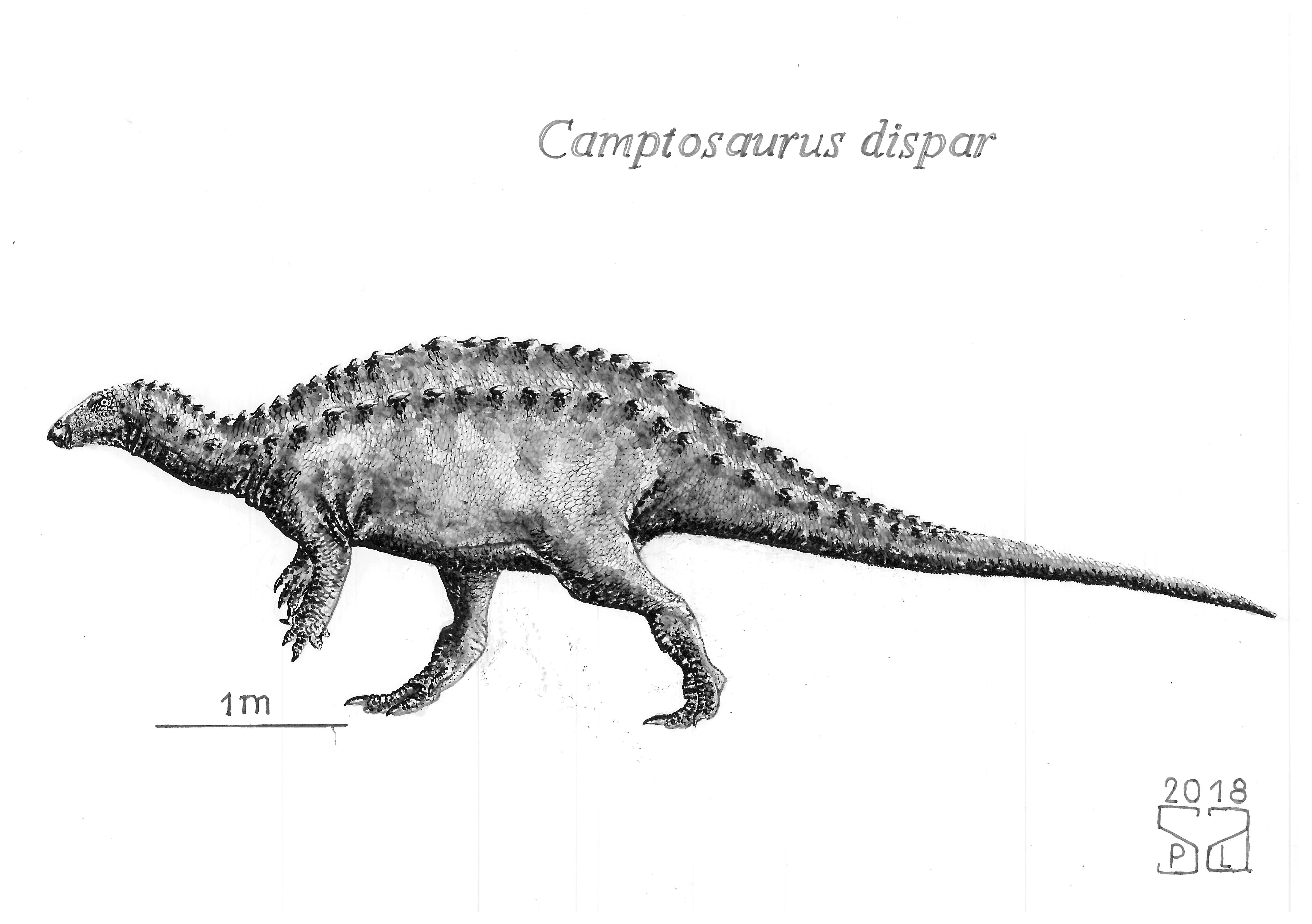 Camptosaurus dispar