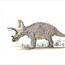 Triceratops horridus 2