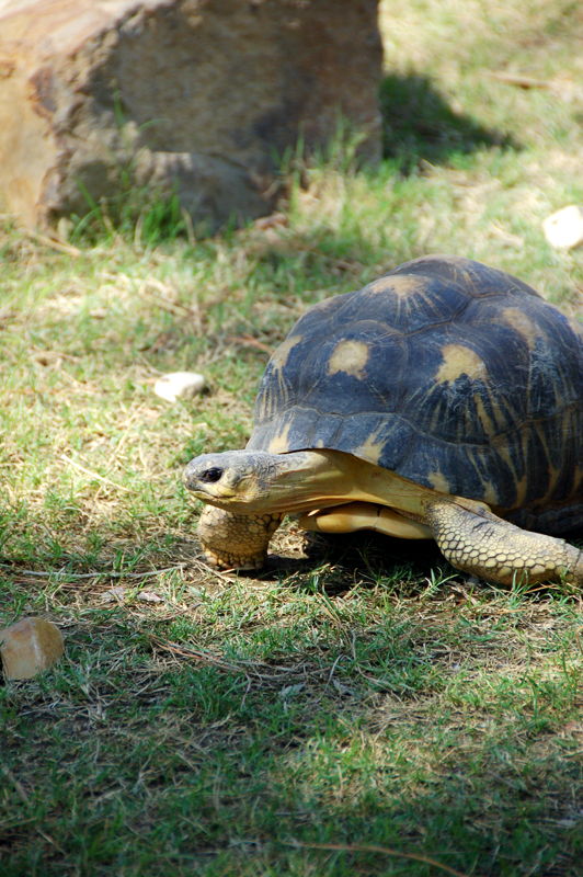 Smallish tortoise