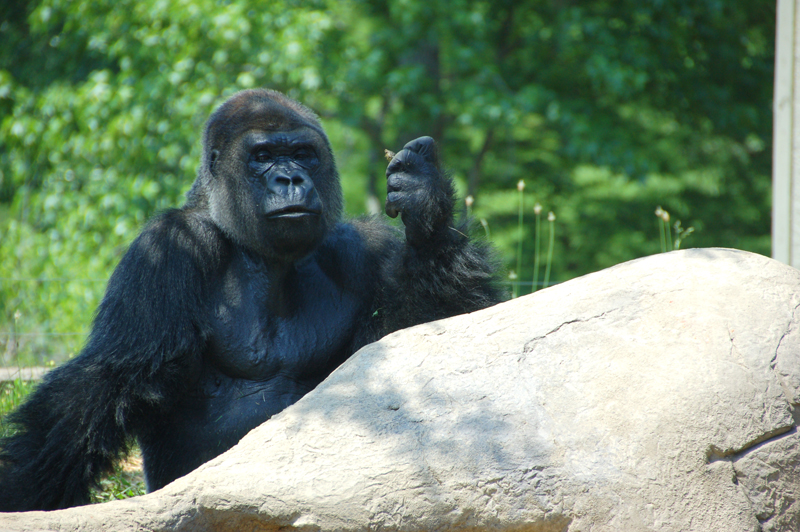 Sophisticated Gorilla