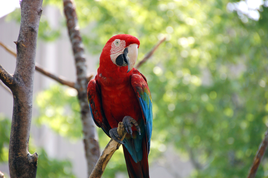 Happy Macaw