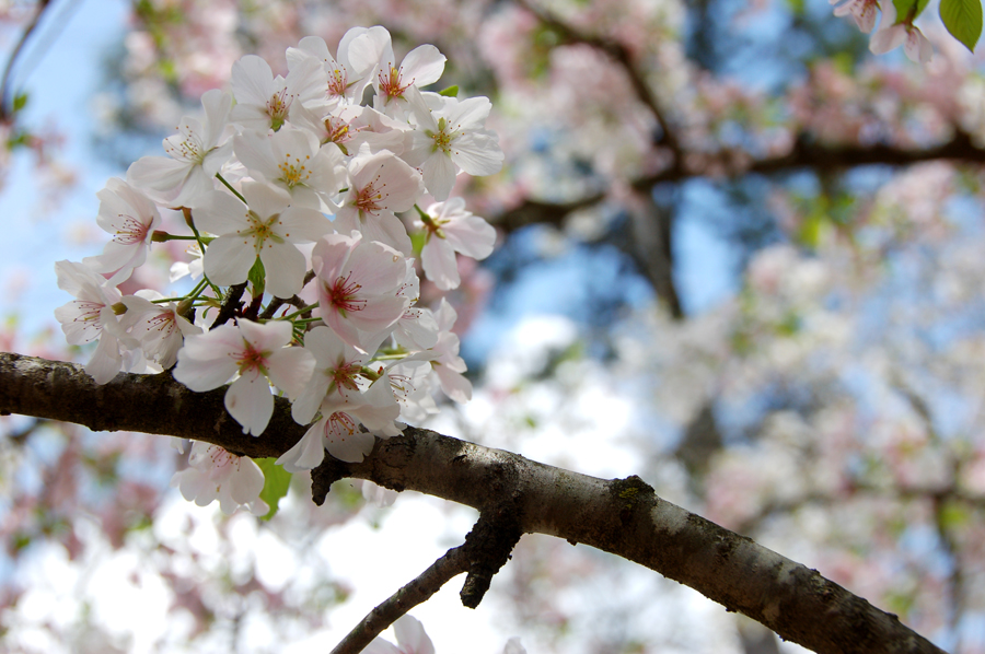 Cherry Blossom Festival - 4 - Blossoms in the sun