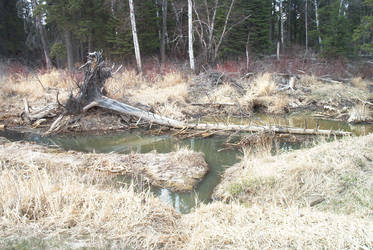 beaver dam tree root