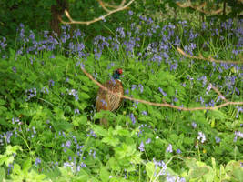 Bluebells