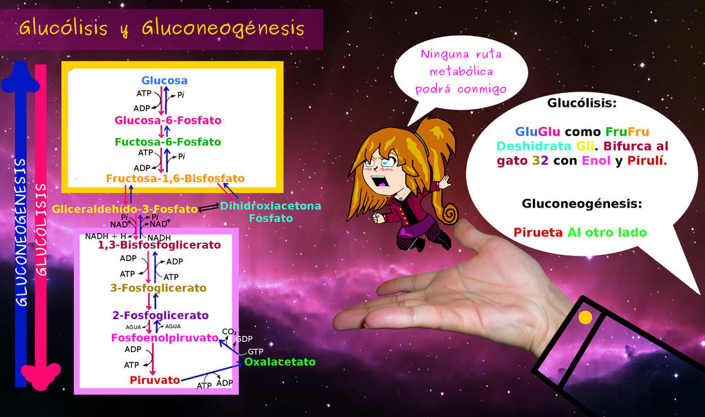 Glucolisis gluconeogenesis by Mochuelitofriki