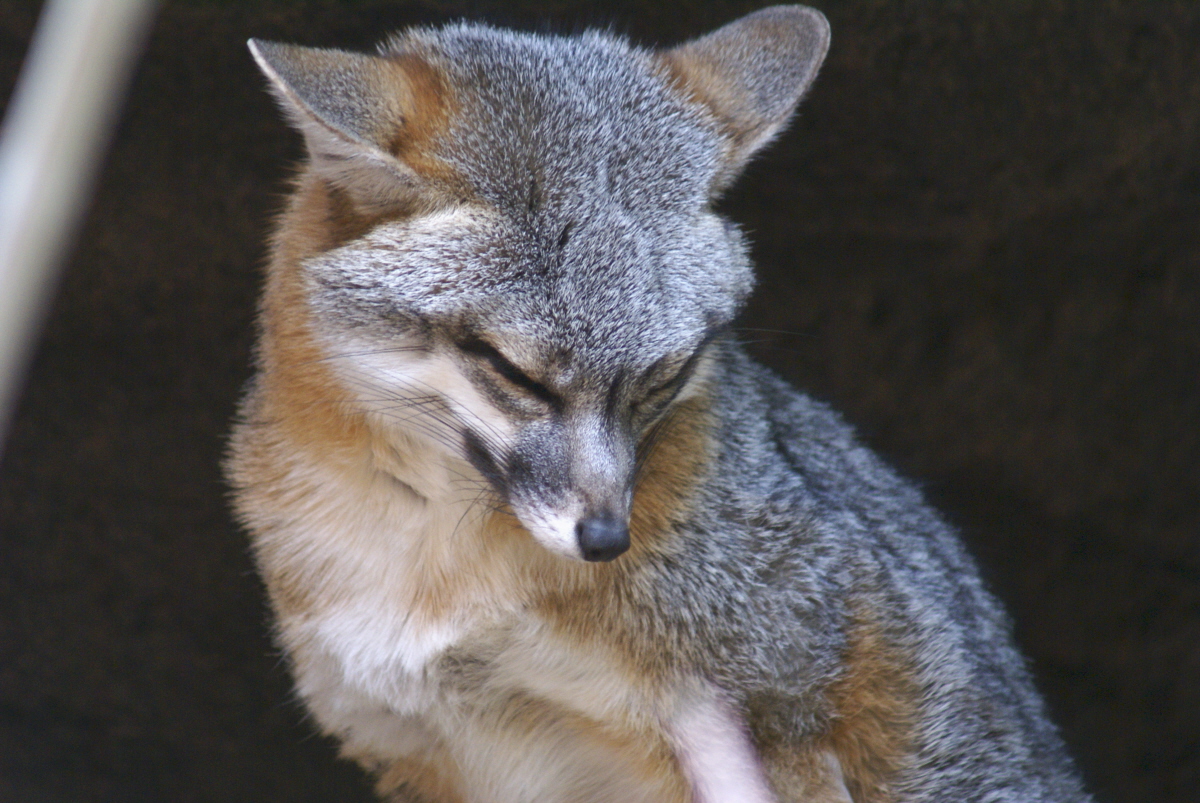 Gray Fox