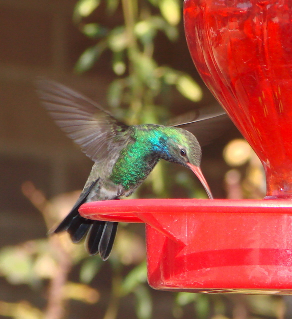 Broad-billed Hummingbird