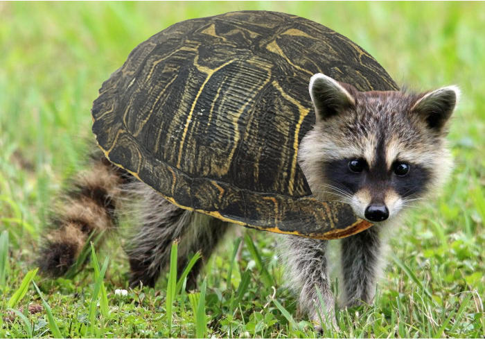 Tuttle Raccoon Turtlecoon by Uranimated18 on DeviantArt
