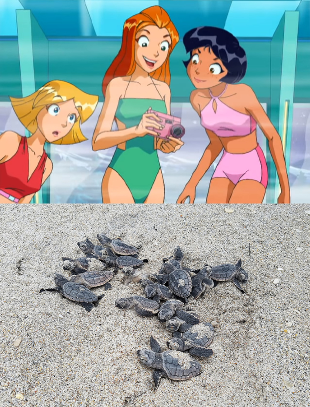 Sam Turtle Deviantart Sam Got a Shot of Baby Sea Turtles by Uranimated18 on DeviantArt