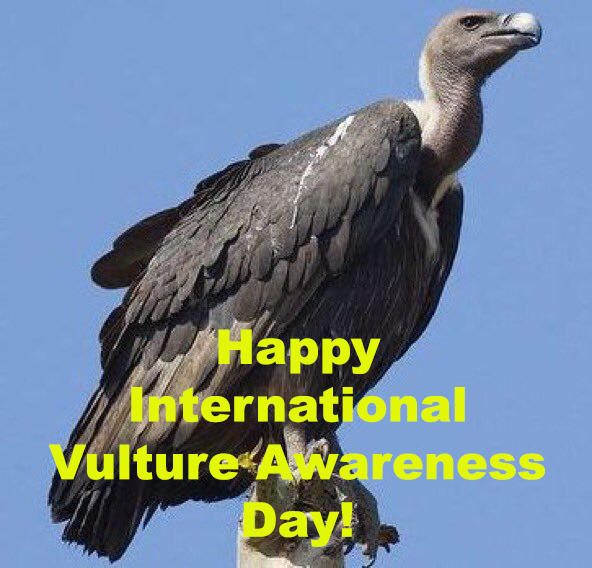 Happy International Vulture Awareness Day! by Uranimated18 on DeviantArt