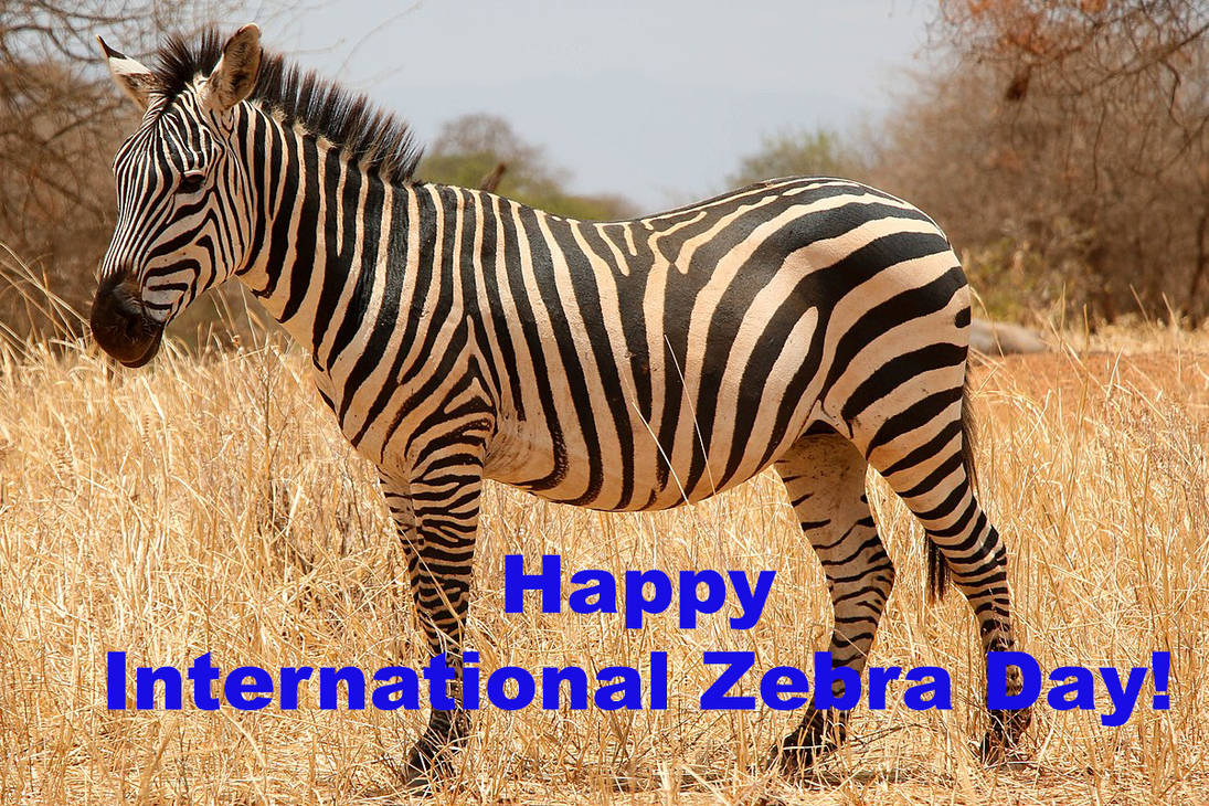 Happy International Zebra Day! by Uranimated18 on DeviantArt