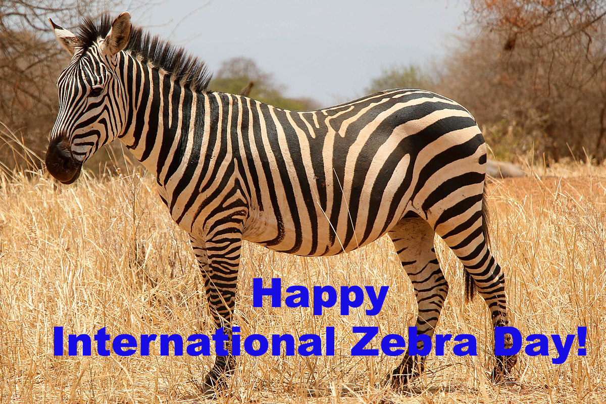 Zebra Tuesday Happy International Zebra Day! by Uranimated18 on DeviantArt