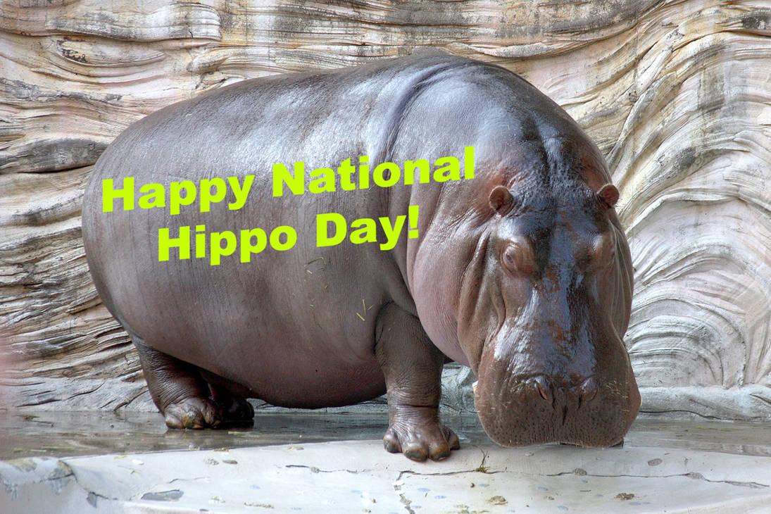 National Hippo Day 2025