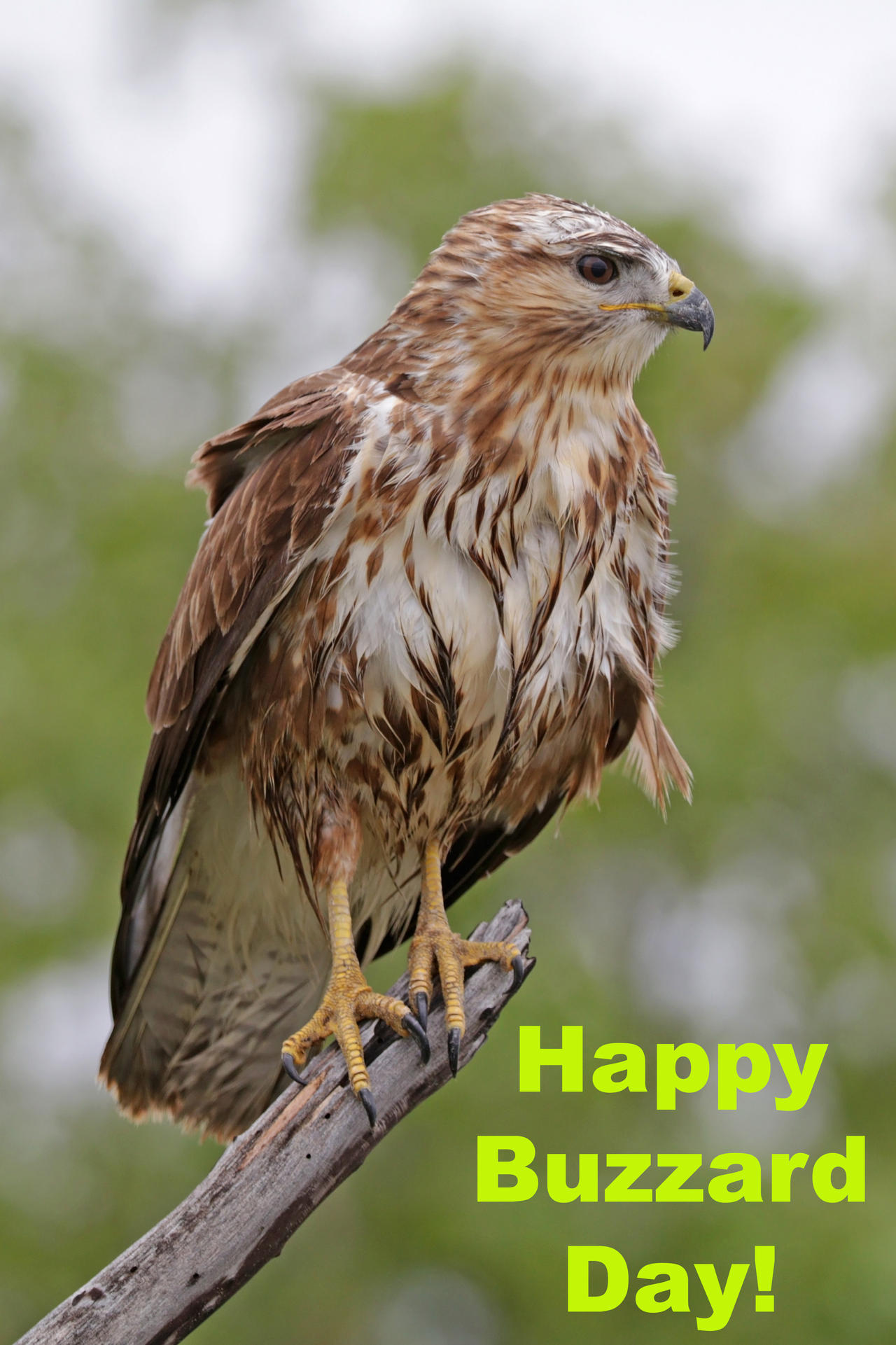 Buzzard Day 2025